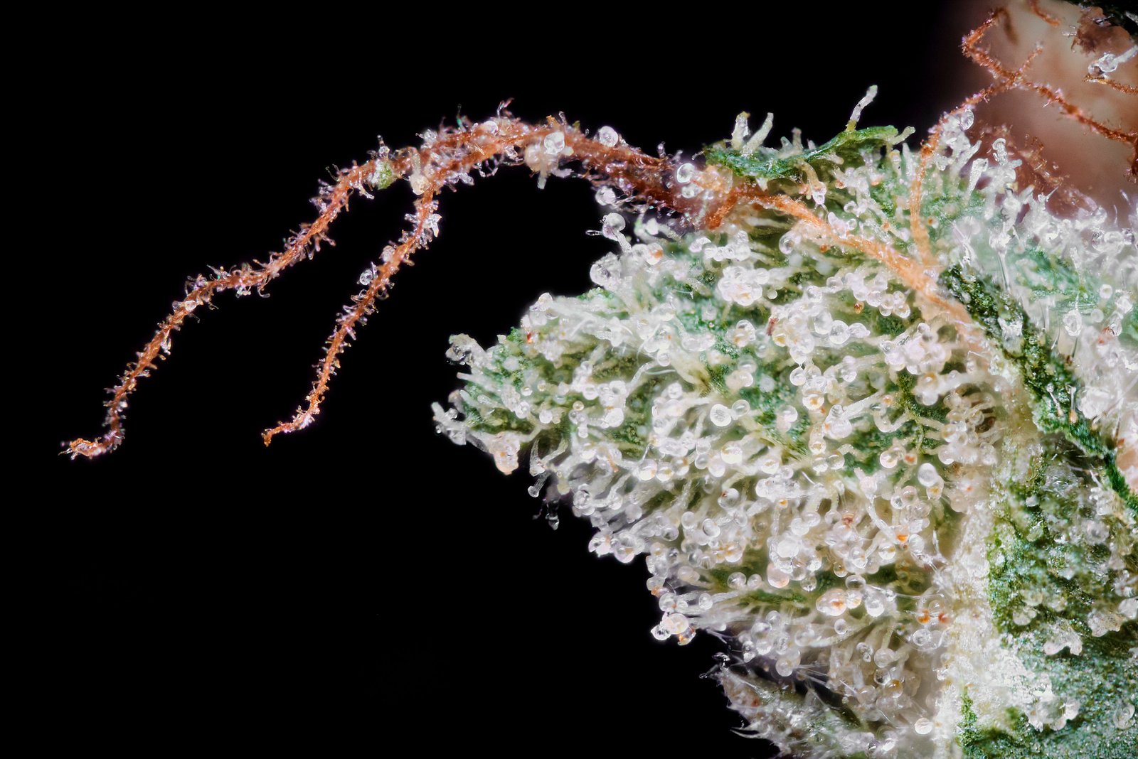 Floridas Phinest Cannabis Photography 199